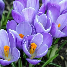 ��������, ������-��-����, 69 ���