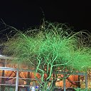 ���� Ir@, ����� - ��������� 5 ������ 2026