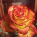 ���� �������, ����, 52 ���� - ��������� 25 ������ 2026 � ������ ���� ����������