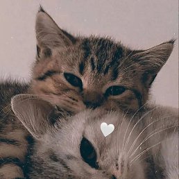 Abdulhalim, ������, 25 ���