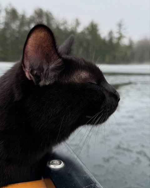 Человек берёт своих чёрных котеев с собой на рассветную рыбалку и делает какие-то невероятно ... - 2