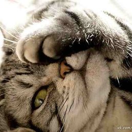 �����, ������