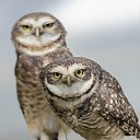 ���� �������, �����, 40 ��� - ��������� 30 ������ 2026 � ������ ���� ����������