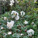 ���� ������, �����-���������, 70 ��� - ��������� 7 ������� 2025