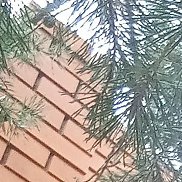 ���������, 36 ���, ������