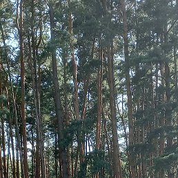 Elena, �����, 34 ����