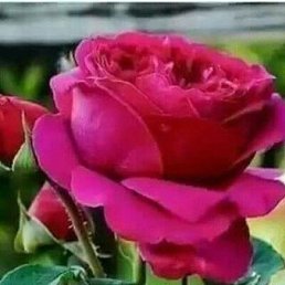 �����, �������, 53 ����