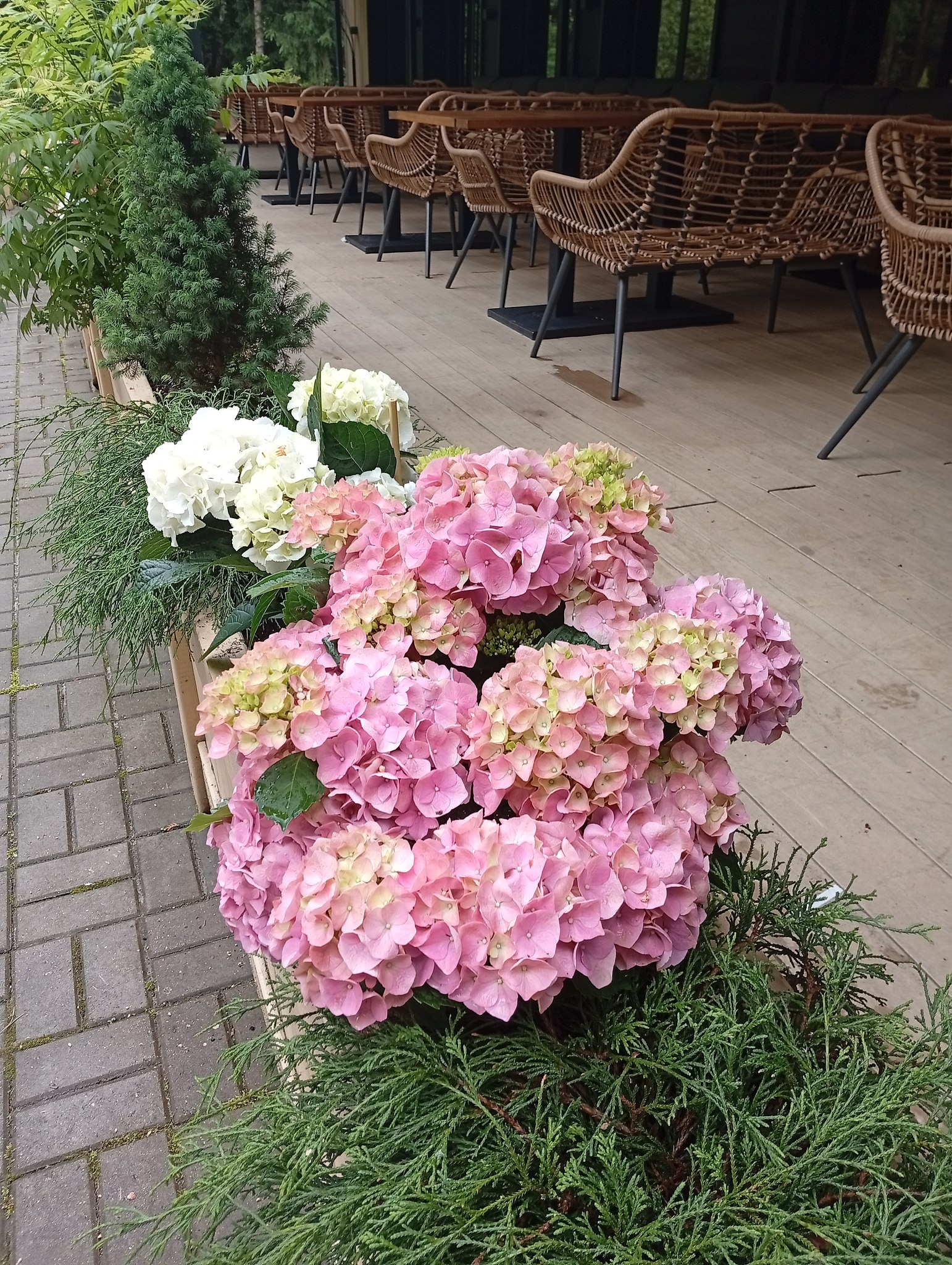 Diva - 1  2025  11:41 - 4