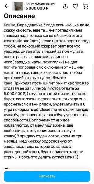 Москвич продаёт бенгальскую кошку за 5 млн, утверждая, что это милое животное умудрилось прогнать ... - 2