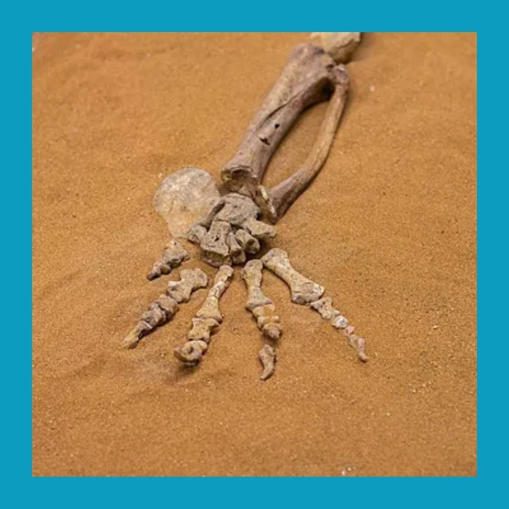 Двухлетний мальчик выкопал человеческие кости на пляже в Великобритании.Отдых на Сонтон-Сэндс ... - 3