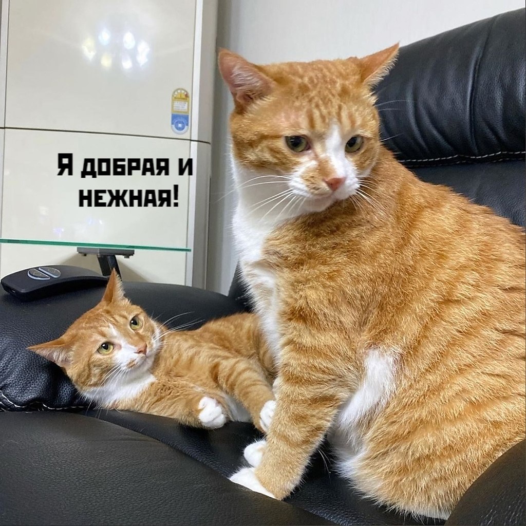     )))