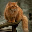 ���� ���������, ������, 40 ��� - ��������� 21 ������� 2023 � ������ ���� ����������