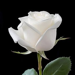 ���� ���������, ������������, 50 ��� - ��������� 3 ������ 2026