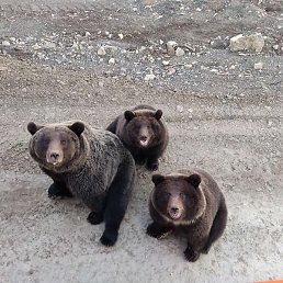 ������, ����, 55 ���