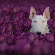 �������, 50 ���, ����������