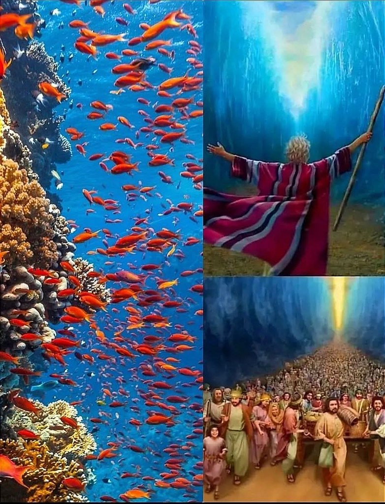 :) Красное море - одно из чудес Света. !!Оно самое чистое море в мире. Это единственное море на ...