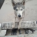 ���� �����, ������, 52 ���� - ��������� 16 ������ 2023 � ������ ���� ����������