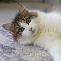 ������, ������, 54 ����