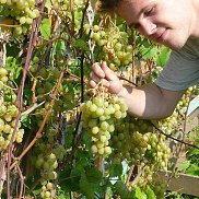 ������, 36 ���, �����������