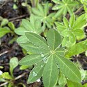 ���� �����, �����-��������� - ��������� 9 ��� 2025 � ������ ������25�