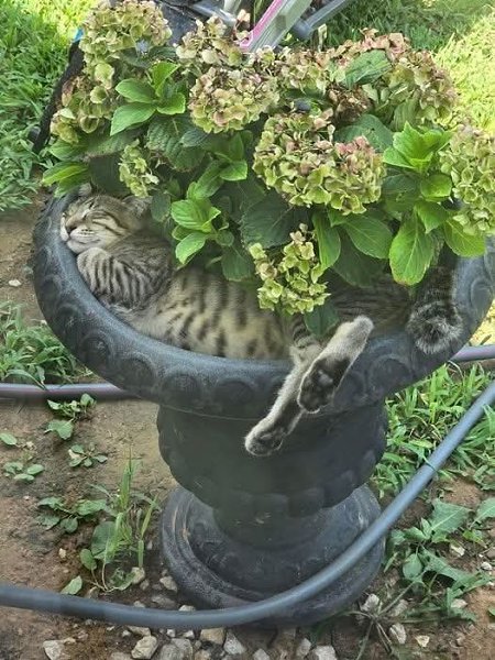 Дачник! Никакая гортензия не может сравнится с Котензией...))