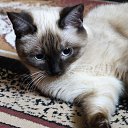 ���� �������, ������ - ��������� 2 ������� 2025 � ������ ���� ����������