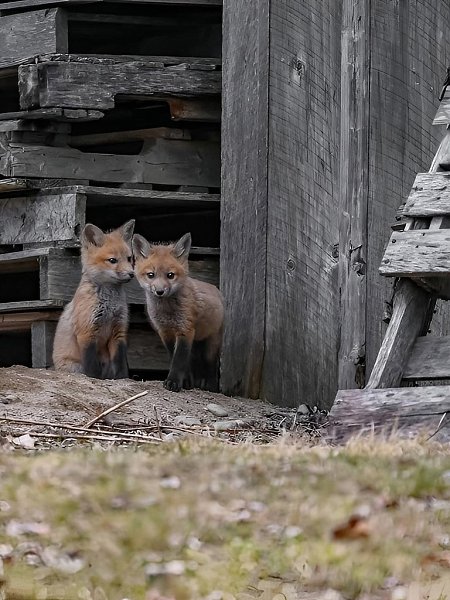 Фотограф Карл Рамсделл запечатлел в кадре едва уловимые мгновения лисьей ласки — трогательные, ... - 7