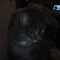 �����, �������, 49 ���