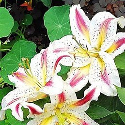 �����, �����������