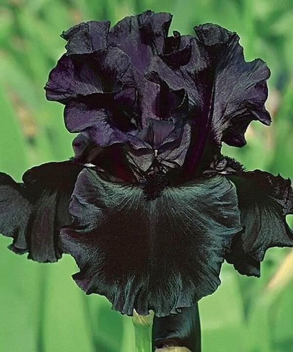  Black Dragon ( ).        .   ... - 3