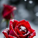 ���� Mila, ������ - ��������� 2 ������� 2026 � ������ ���� ����������