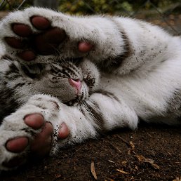 �������, �������, 55 ���