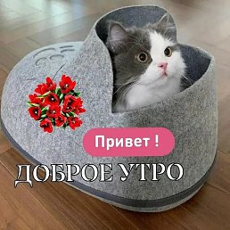 ����, �����������, 46 ���