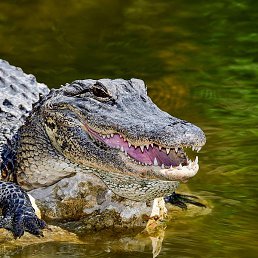 ������, ������