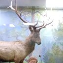 ���� �������, ����������, 52 ���� - ��������� 15 ���� 2024 � ������ ���� ����������