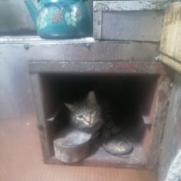 ��������, �����������, 52 ����