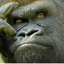 ���� ����, �����������, 57 ��� - ��������� 15 ������ 2023 � ������ ���� ����������