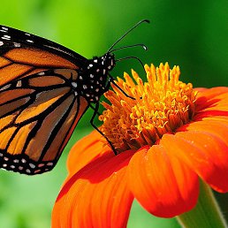 �������, ���������� �����