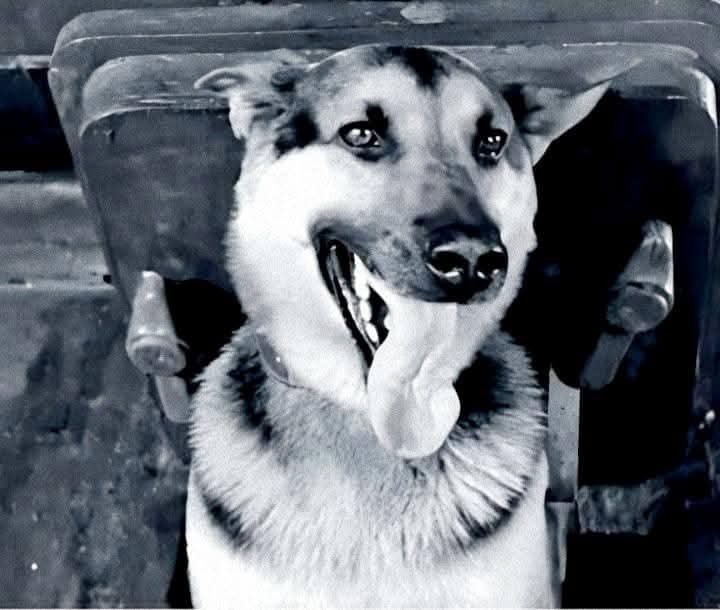 .,   ,     . "   ...