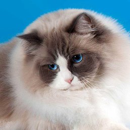 ���� �� �����, �����, 37 ��� - ��������� 12 ������ 2024