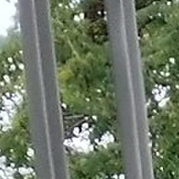 �����, ����, 43 ����