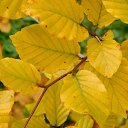 ���� *�������*, �����-��������� - ��������� 18 ������� 2025 � ������ �������� ��������