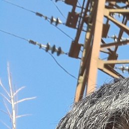 �����, ������, 43 ����