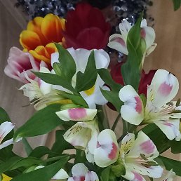 ���� ������, ���������, 52 ���� - ��������� 15 ����� 2026