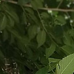 , --, 44 
