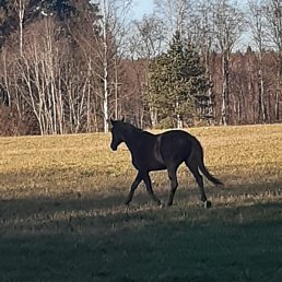 �������, �����-���������, 71 ���