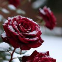 ���� Mila, ������ - ��������� 2 ������� 2026 � ������ ���� ����������