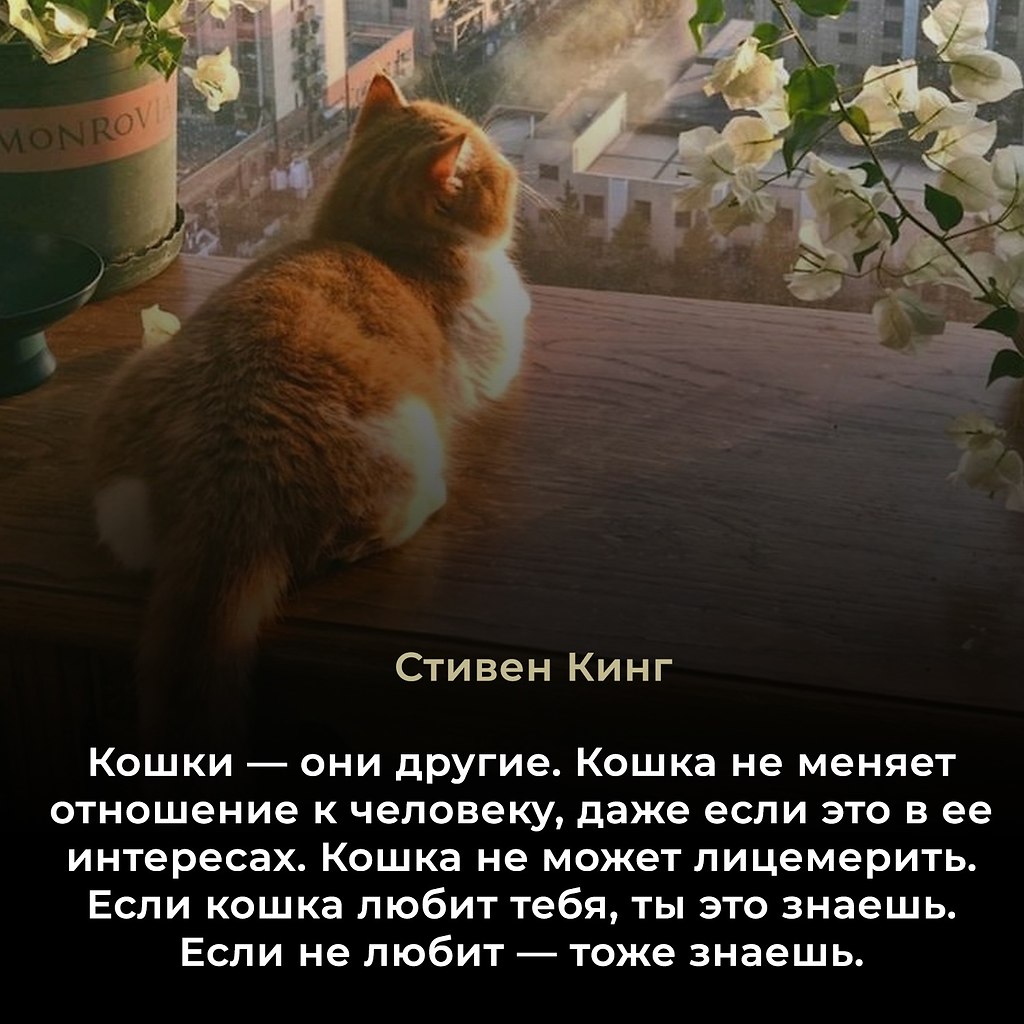 Стивен Кинг (Stephen King, род. 21 сентября 1947, Портленд, Мэн) — легендарный американский ...