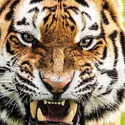 ������, 60 ���, ������