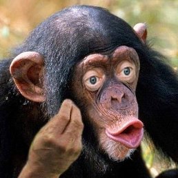 Werer, ��������, 39 ���